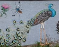 peacock fin